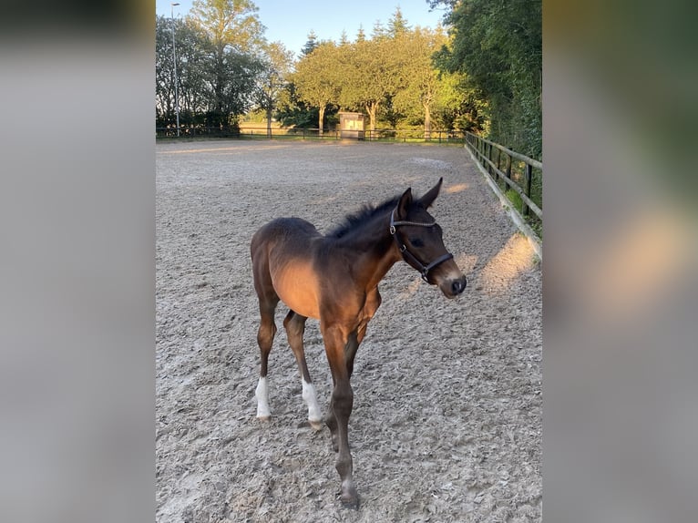 Danish Warmblood Stallion 1 year 16,2 hh Bay-Dark in Tjele