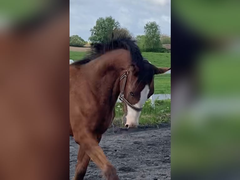 Danish Warmblood Stallion 1 year 16,2 hh Bay in Jystrup Midtsj
