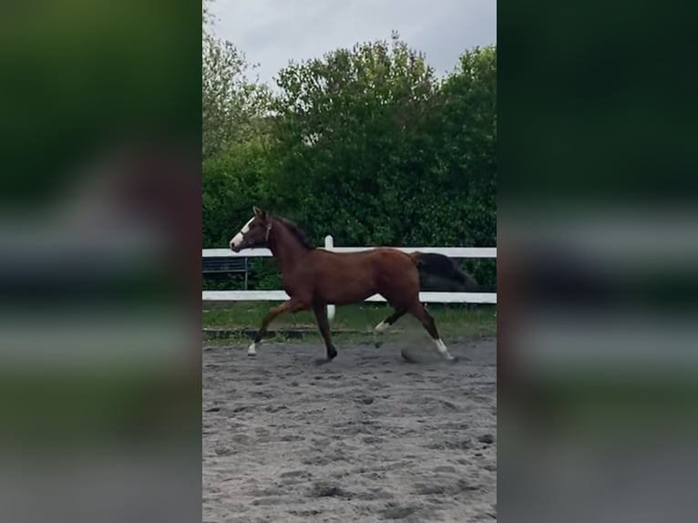 Danish Warmblood Stallion 1 year 16,2 hh Bay in Jystrup Midtsj