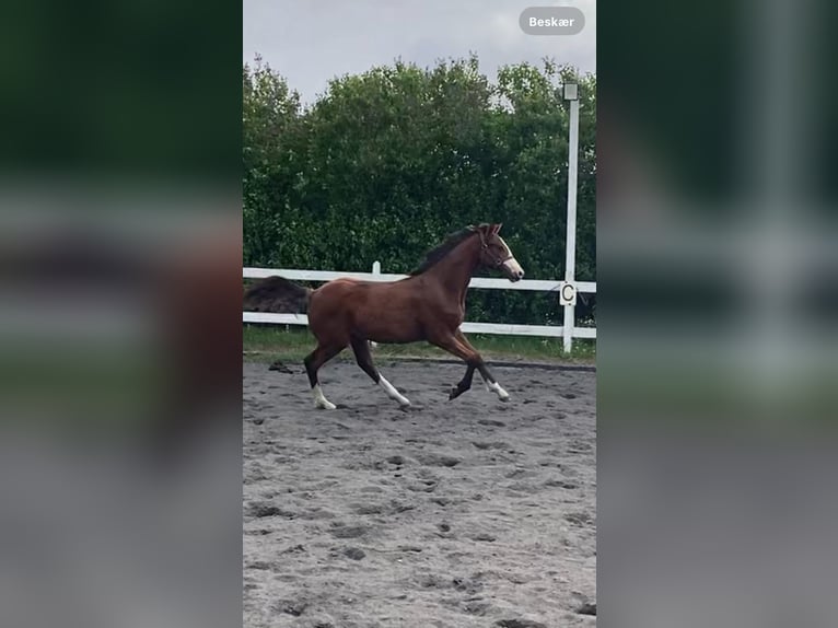 Danish Warmblood Stallion 1 year 16,2 hh Bay in Jystrup Midtsj
