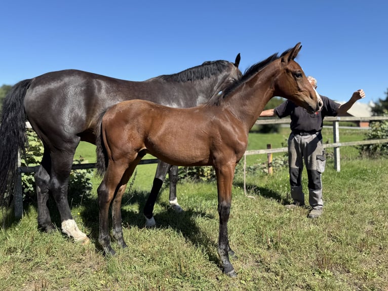 Danish Warmblood Stallion 1 year 17 hh Brown in Brædstrup