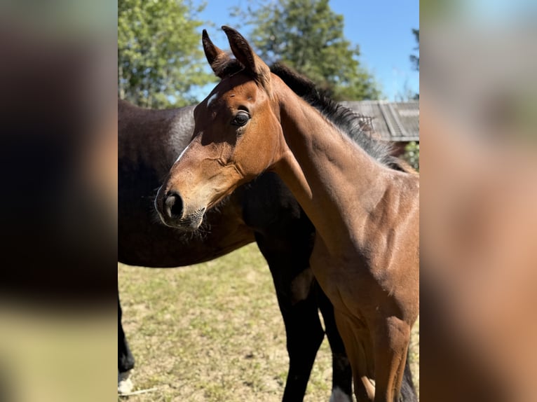Danish Warmblood Stallion 1 year 17 hh Brown in Brædstrup