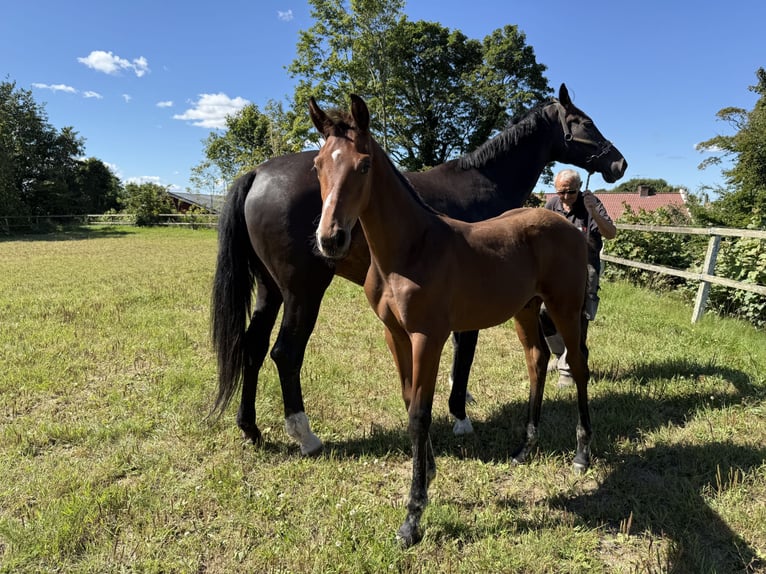 Danish Warmblood Stallion 1 year 17 hh Brown in Brædstrup
