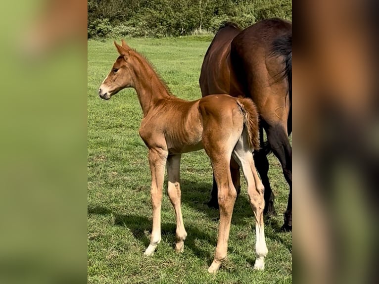 Danish Warmblood Stallion 1 year Chestnut in Bredebro