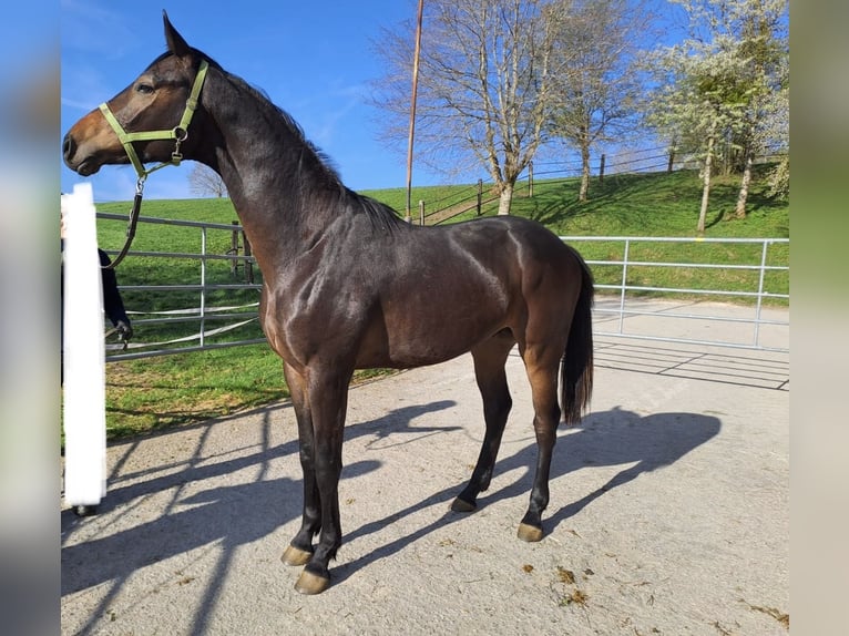 Danish Warmblood Stallion 2 years Brown in Gomadingen