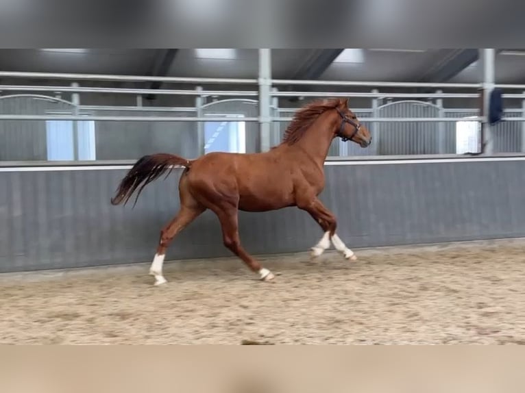 Danish Warmblood Stallion 3 years 16,1 hh Chestnut in Randbol