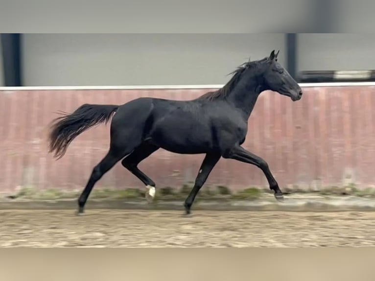 Danish Warmblood Stallion 3 years 16.2 hh Bay-Dark in Holsted
