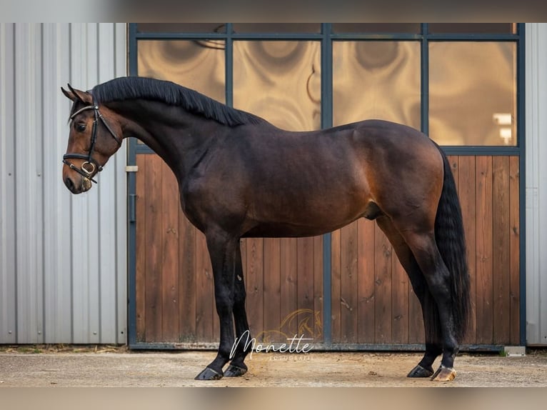 Danish Warmblood Stallion 4 years 16 hh Bay-Dark in Nieuw-Vennep