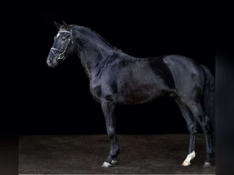 Danish Warmblood Stallion 5 years 16,1 hh Black in Süderlügum