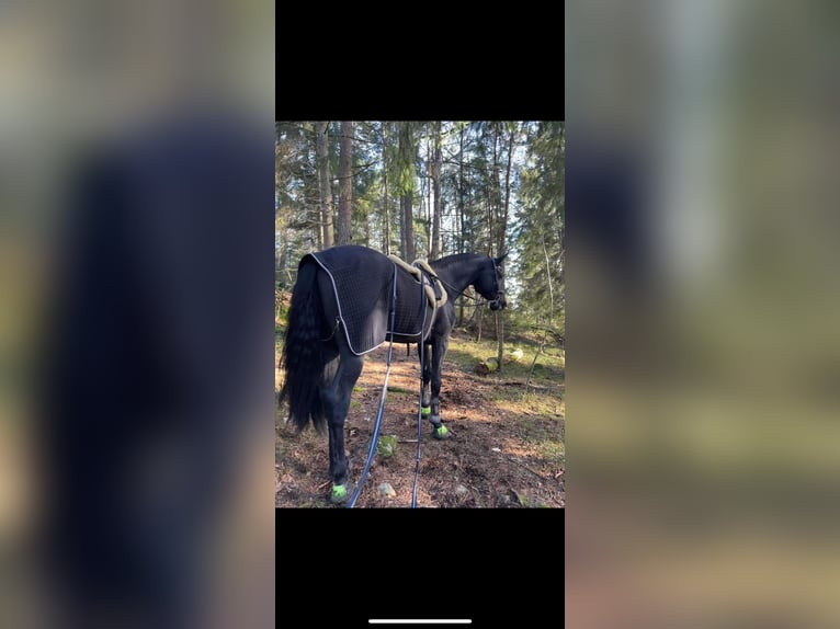 Danish Warmblood Stallion 5 years 18 hh in Tønsberg