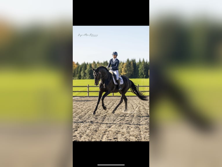 Danish Warmblood Stallion 5 years 18 hh in Tønsberg