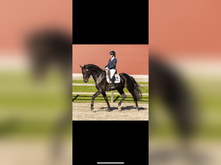 Danish Warmblood Stallion 5 years 18 hh in Tønsberg