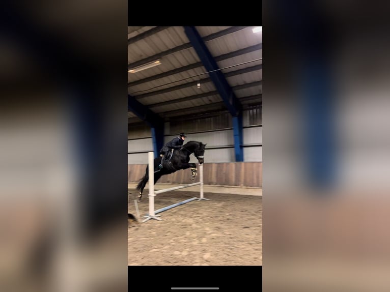 Danish Warmblood Stallion 5 years 18 hh in Tønsberg