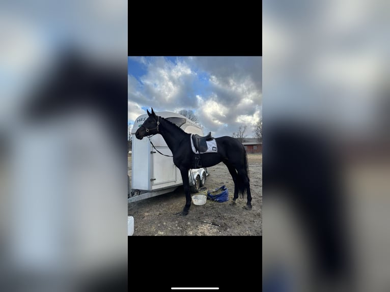 Danish Warmblood Stallion 5 years 18 hh in Tønsberg