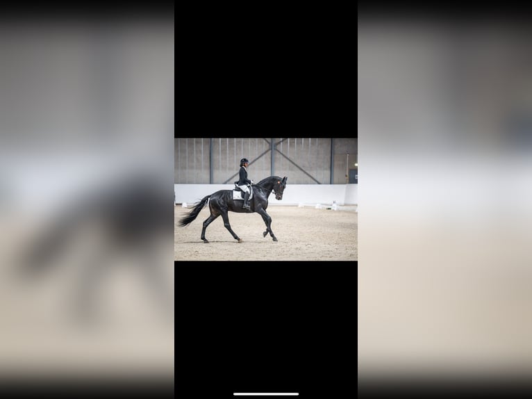 Danish Warmblood Stallion 5 years 18 hh in Tønsberg