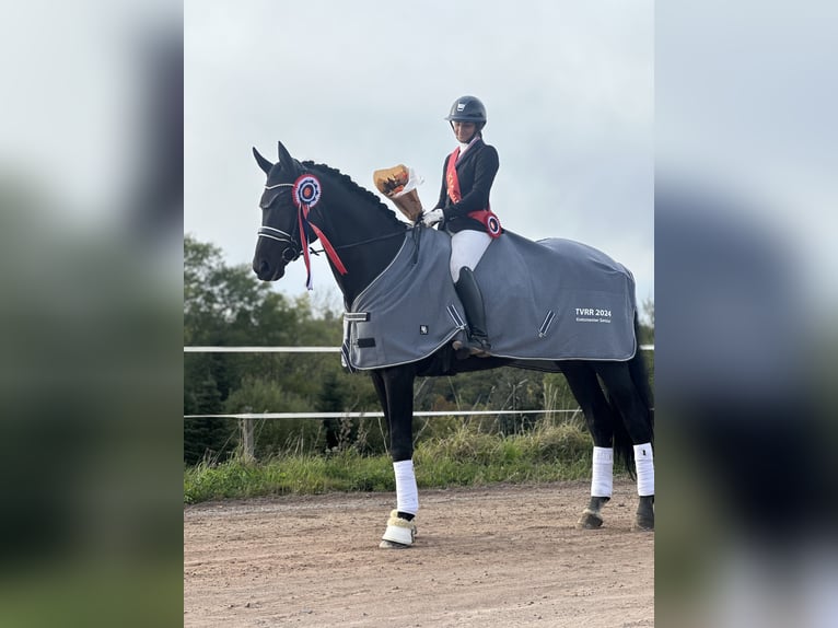 Danish Warmblood Stallion 5 years 18 hh in Tønsberg