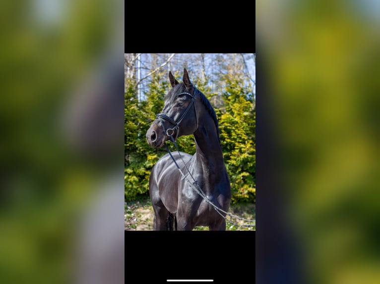 Danish Warmblood Stallion 5 years 18 hh in Tønsberg