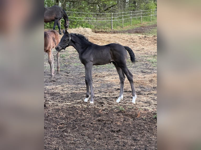 Danish Warmblood Stallion Bay-Dark in Kolind