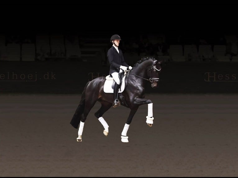 Danish Warmblood Stallion in Asperup