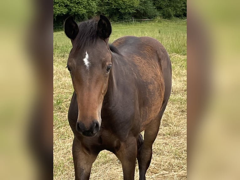 Danish Warmblood Stallion Foal (03/2024) 16,2 hh Bay-Dark in Aabenraa