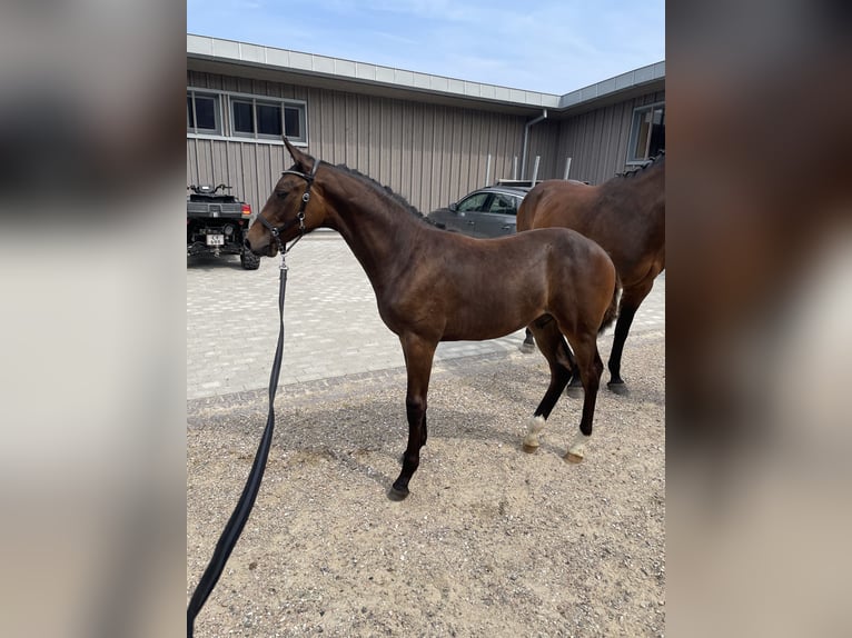 Danish Warmblood Stallion Foal (03/2024) 16,2 hh Bay-Dark in Aabenraa