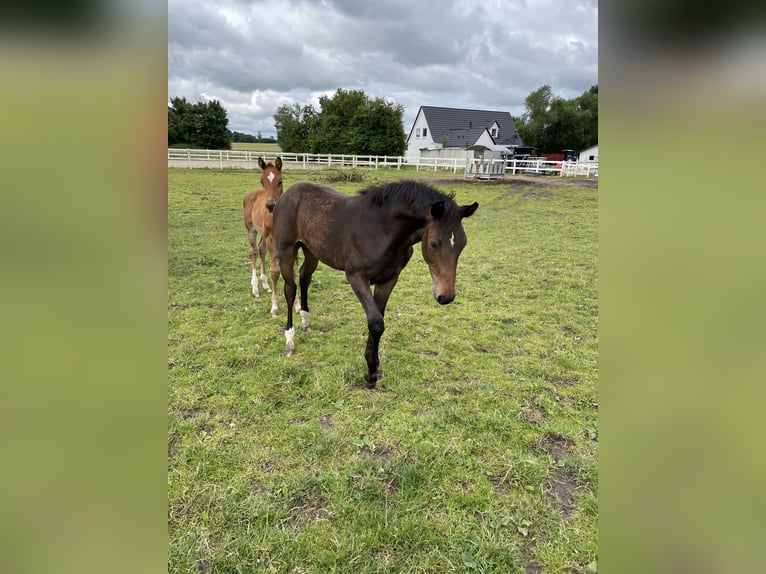 Danish Warmblood Stallion Foal (03/2024) 16,2 hh Bay-Dark in Aabenraa