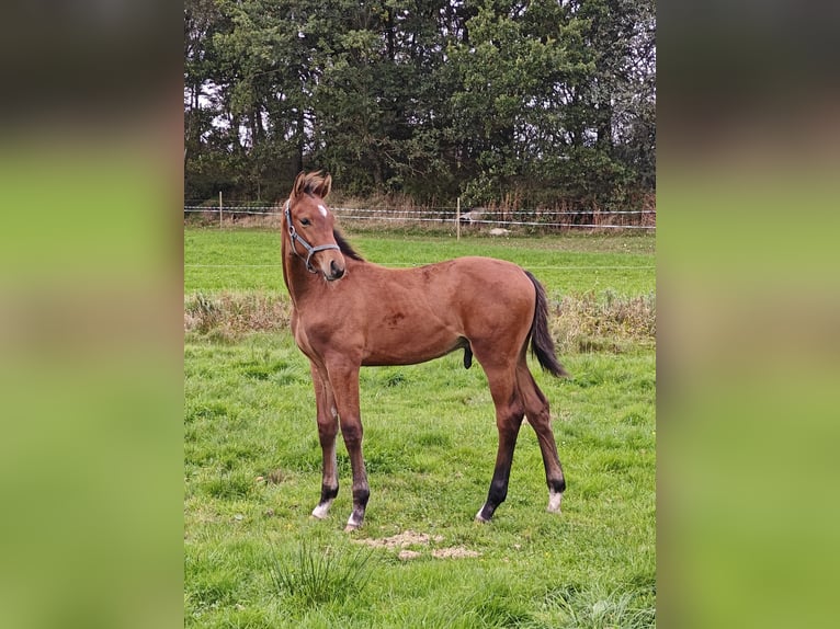 Danish Warmblood Stallion Foal (05/2026) 16.2 hh Bay in Spjald