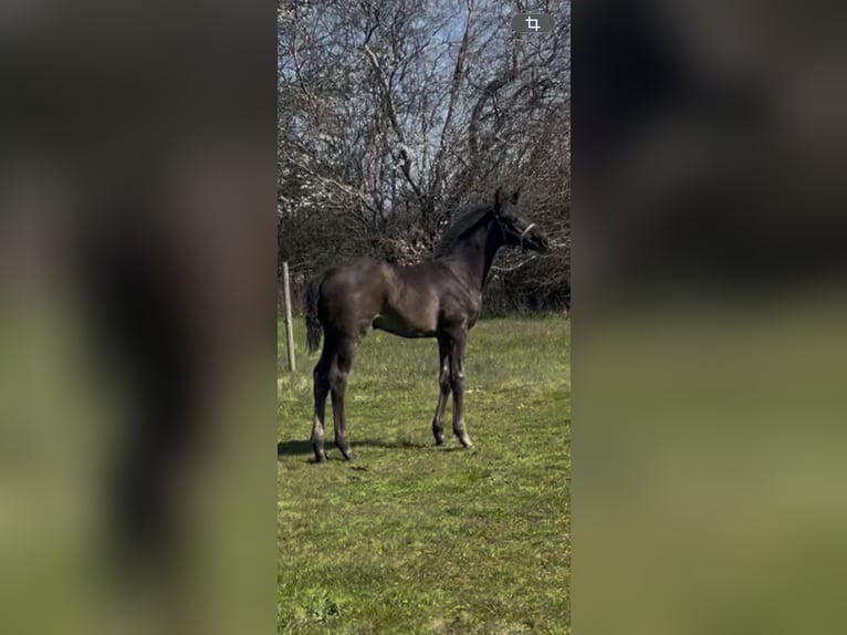 Danish Warmblood Stallion Foal (03/2026) 16.2 hh Black in Børkop