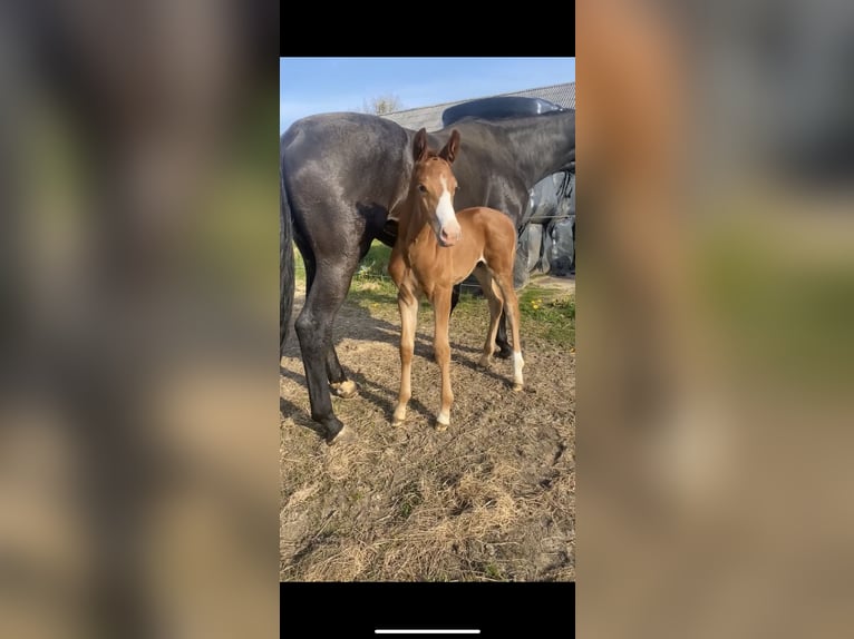 Danish Warmblood Stallion Foal (04/2024) 16,3 hh Chestnut-Red in Fredericia