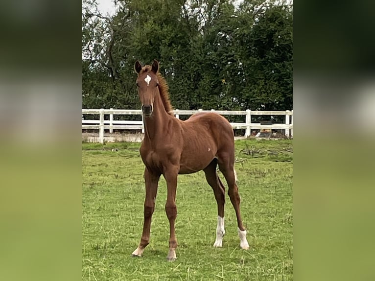 Danish Warmblood Stallion Foal (05/2024) 16,3 hh Chestnut-Red in Aabenraa