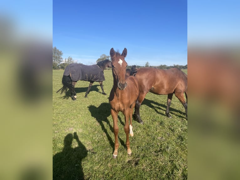 Danish Warmblood Stallion Foal (05/2024) 16,3 hh Chestnut-Red in Aabenraa