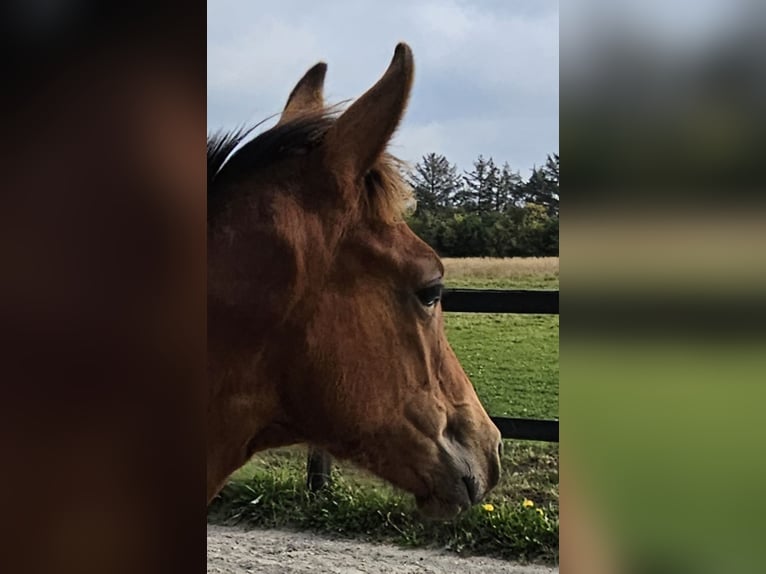 Danish Warmblood Stallion Foal (04/2025) 16,1 hh Brown in Borup