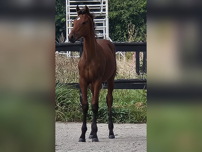 Danish Warmblood Stallion Foal (04/2025) 16,1 hh Brown in Borup