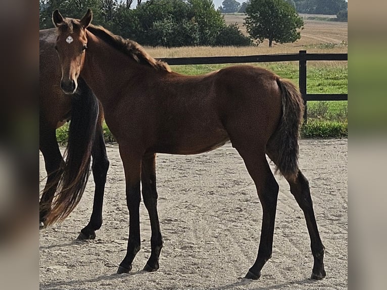 Danish Warmblood Stallion Foal (04/2025) 16,1 hh Brown in Borup