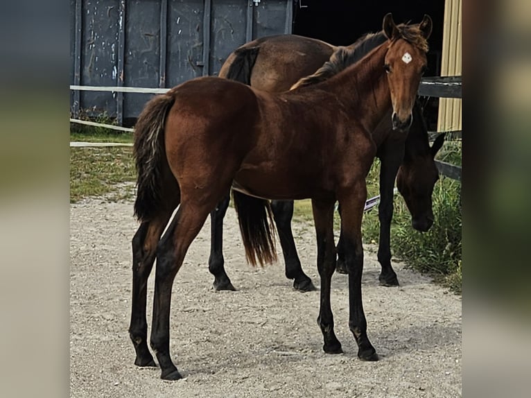 Danish Warmblood Stallion Foal (04/2025) 16,1 hh Brown in Borup