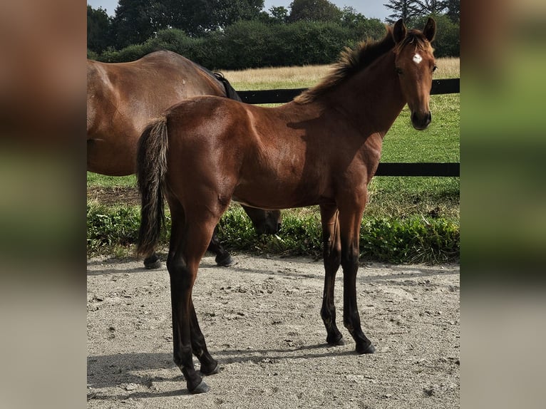 Danish Warmblood Stallion Foal (04/2025) 16,1 hh Brown in Borup
