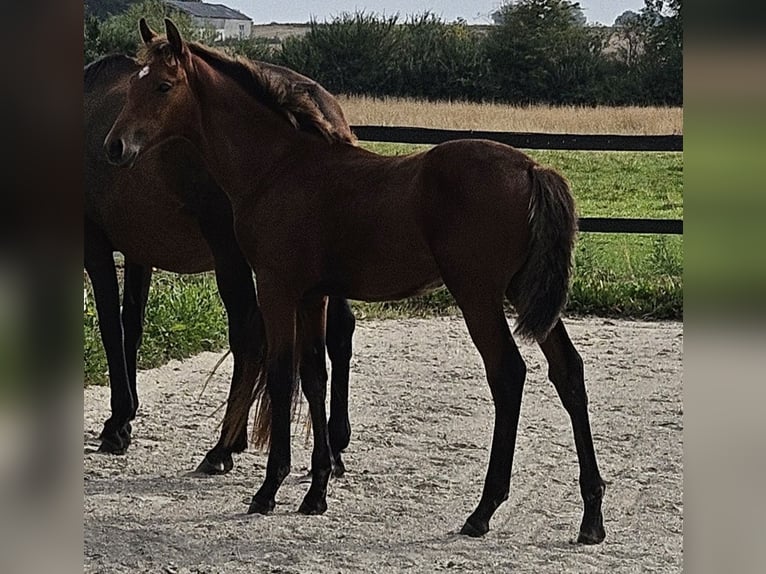Danish Warmblood Stallion Foal (04/2025) 16,1 hh Brown in Borup