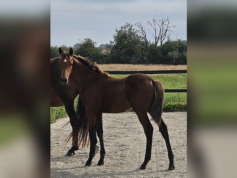 Danish Warmblood Stallion Foal (04/2025) 16,1 hh Brown in Borup