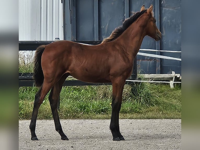 Danish Warmblood Stallion Foal (04/2025) 16,1 hh Brown in Borup