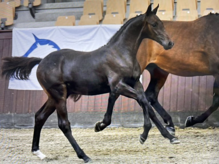 Danish Warmblood Stallion Foal (04/2025) 16,2 hh Bay-Dark in Aabenraa