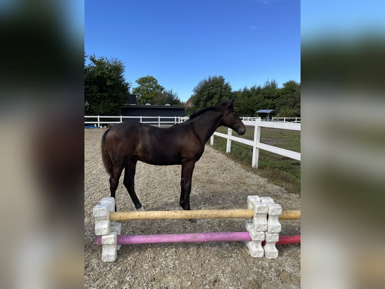 Danish Warmblood Stallion Foal (04/2025) 16,2 hh Bay-Dark in Aabenraa