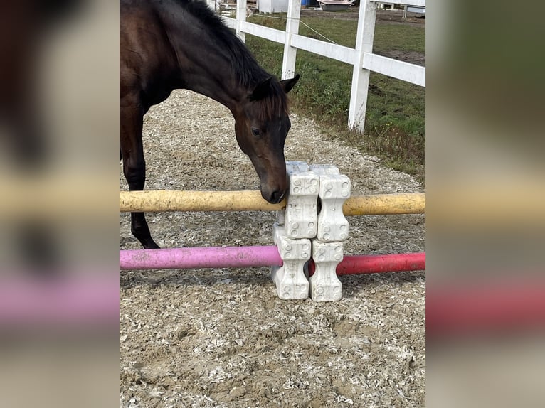 Danish Warmblood Stallion Foal (04/2025) 16,2 hh Bay-Dark in Aabenraa