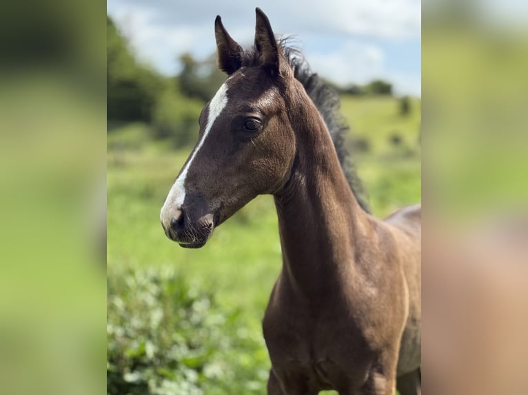Danish Warmblood Stallion  16,2 hh Black in Randers C