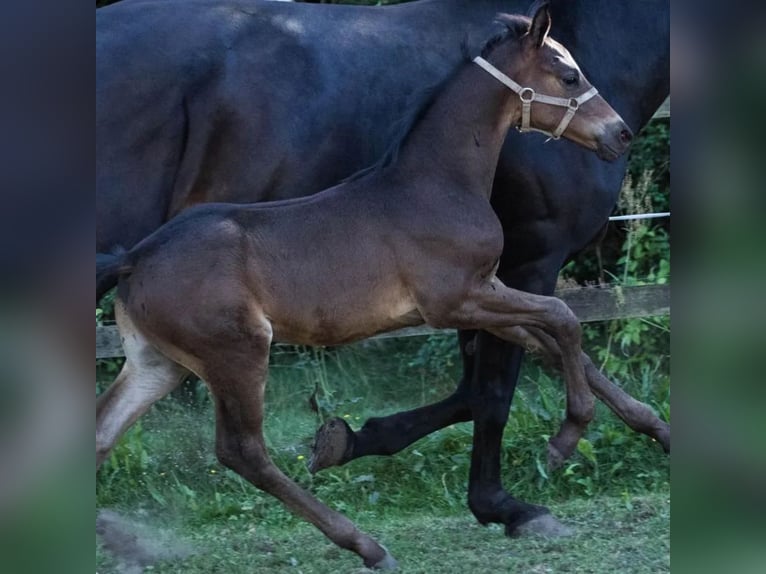 Danish Warmblood Stallion Foal (07/2025) 16,2 hh Brown in Vesthimmerland