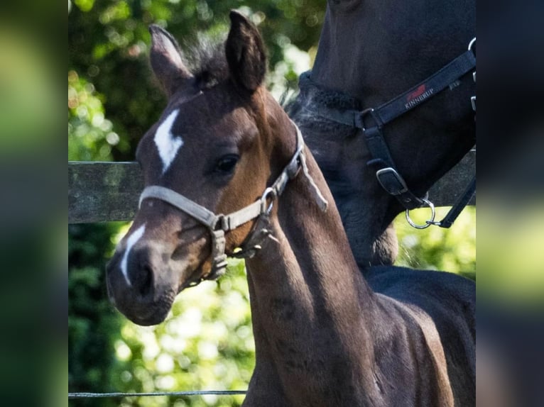Danish Warmblood Stallion Foal (07/2025) 16,2 hh Brown in Vesthimmerland