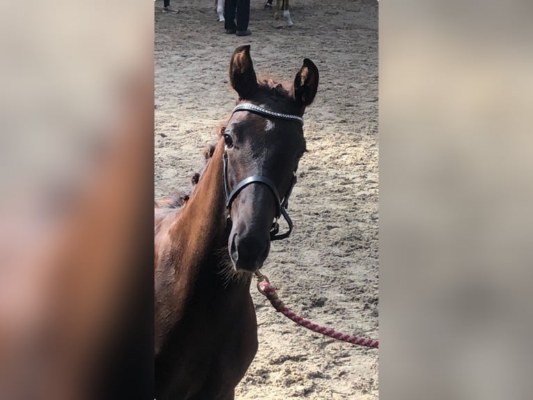 Danish Warmblood Stallion Foal (04/2025) 16,2 hh Chestnut in Roedekro