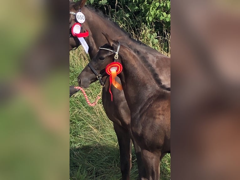 Danish Warmblood Stallion Foal (04/2025) 16,2 hh Chestnut in Roedekro