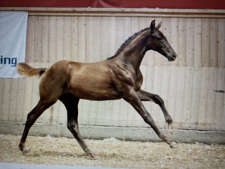 Danish Warmblood Stallion Foal (04/2025) 16,2 hh Chestnut in Roedekro