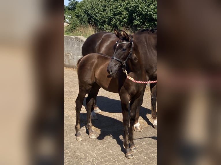 Danish Warmblood Stallion Foal (04/2025) 16,2 hh Chestnut in Roedekro