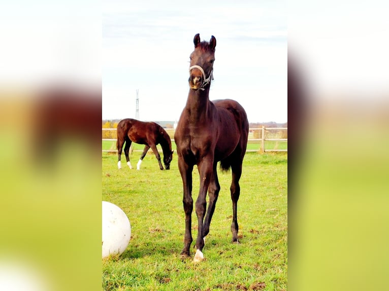 Danish Warmblood Stallion Foal (05/2025) 16,3 hh Bay-Dark in Horsens